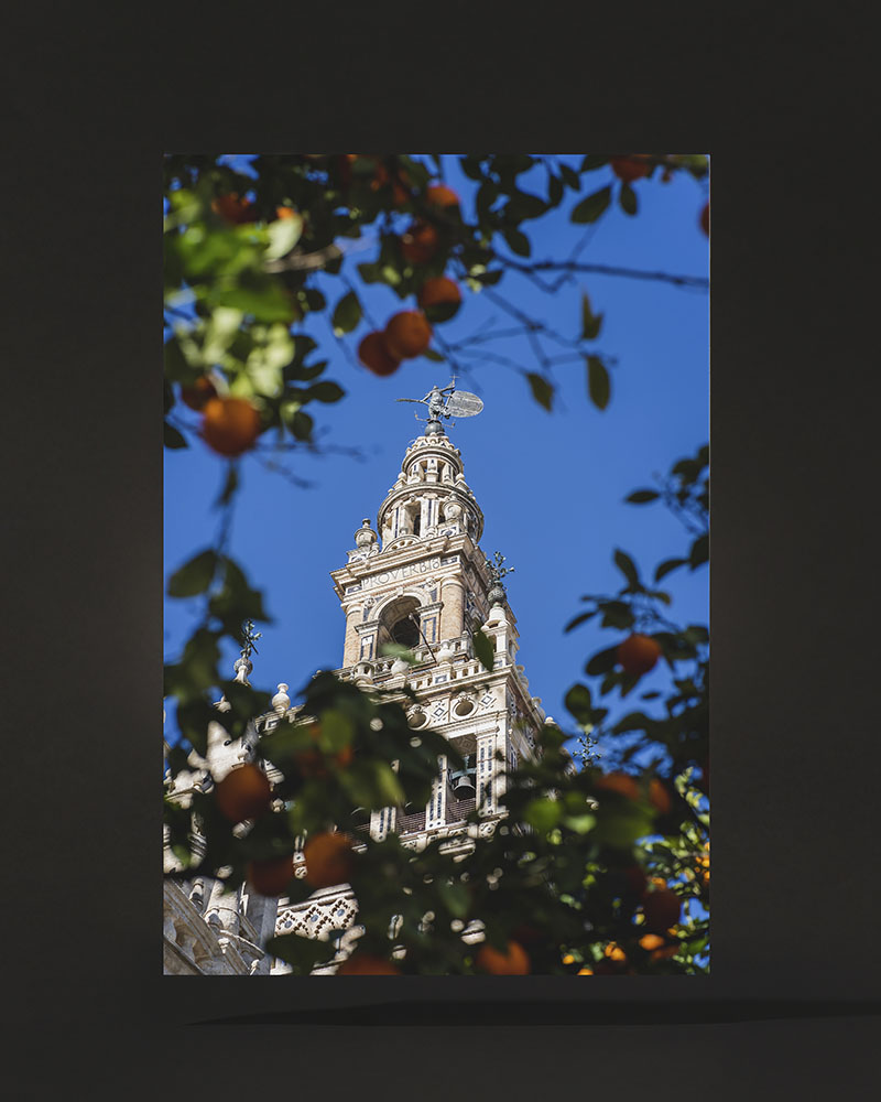 Giralda patio de los naranjos A2